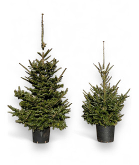 Abies Fraseri 100-125cm pot
