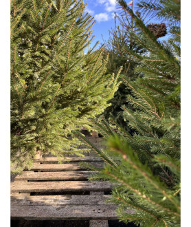 Picea Abies 150-175cm pot/zak