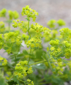 Alchemilla mollis P9