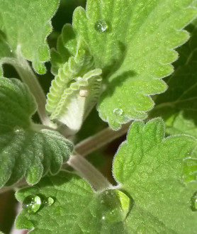 Nepeta faassenii Walker's Low P9