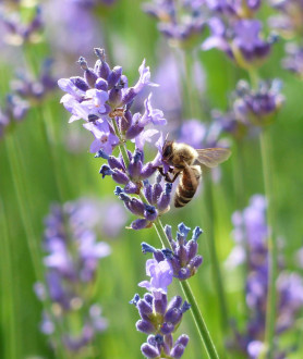 Lavandula angustifolia Hidcote P9