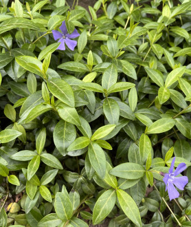Vinca minor P9