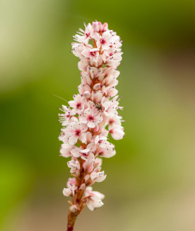 Persicaria affinis Darjeeling Red P9