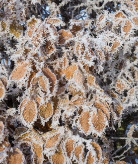 Fagus sylvatica 60/80 BW (seizoen)