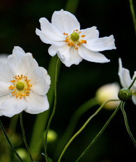 Anemone hybrida Honorine Jobert P9
