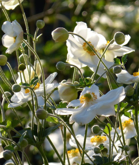 Anemone hybrida Honorine Jobert P9