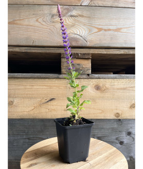 Salvia nemorosa Ostfriesland P9