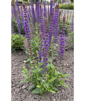Salvia nemorosa Ostfriesland P9